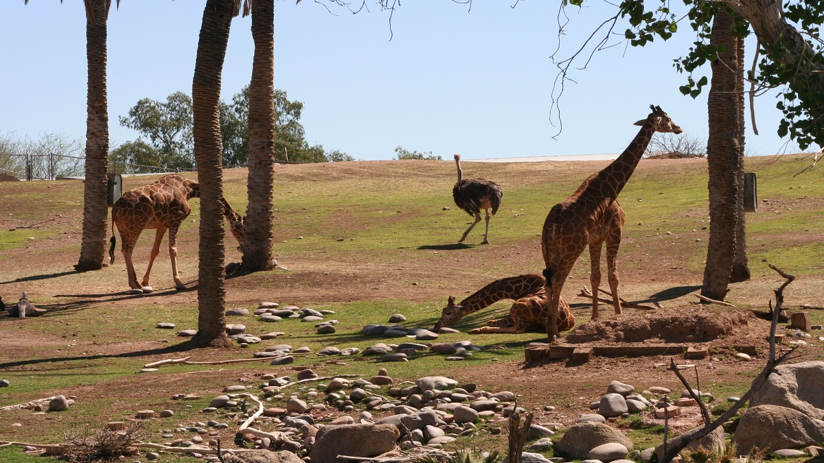 Christmas party in Arizona - Phoenix Zoo