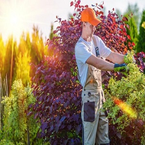 Boise Lawn Care Pros