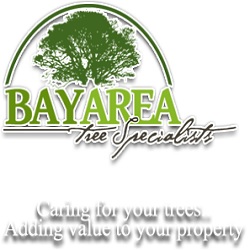 Bay Area Tree Specialists