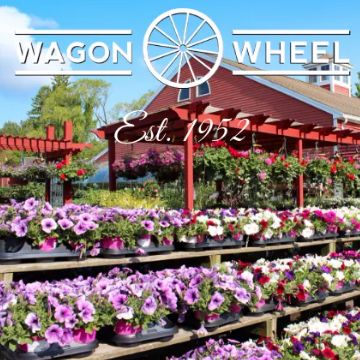 Wagon Wheel