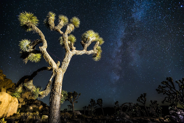 Stargazing Joshua Tree
