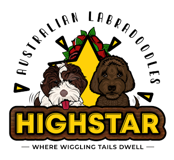 HighStar Labradoodles