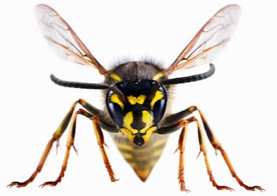 Bi-Bugs Pest Control Cheswold