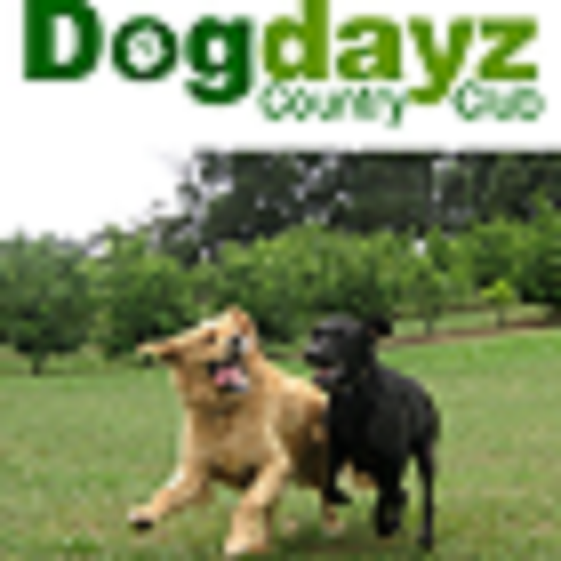 Dogdayz Country Clubs