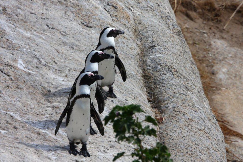 Boulders Beach Lodge and Restaurant